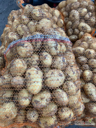 Ukopie pod zamienię ziemniaków z jasnej ziemi odmiany riviera/colomba/denar.