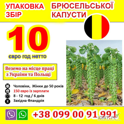 Praca w Belgii dla Ukraińców