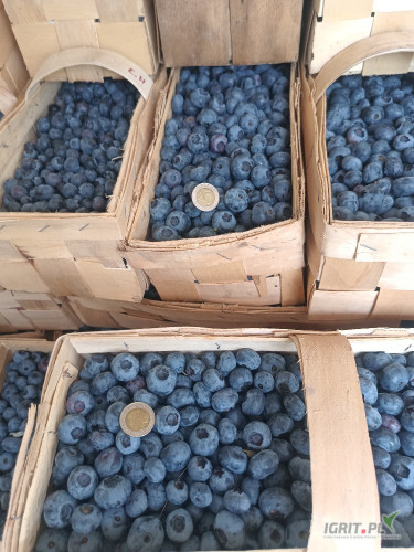 Kupię grubą borówkę Chendlera pakowaną w łubianki po 3 kg. 39 zł Łubianka. Płace gotówką, odbiorę osobiście.