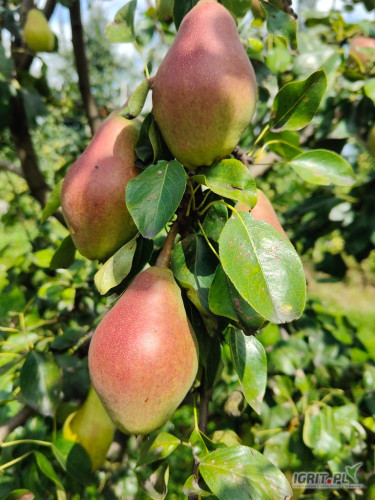 Sprzedam gruszkę  klapsa od 5,5 cm. Może być zerwana w dowolne opakowanie. Czysta ładna.