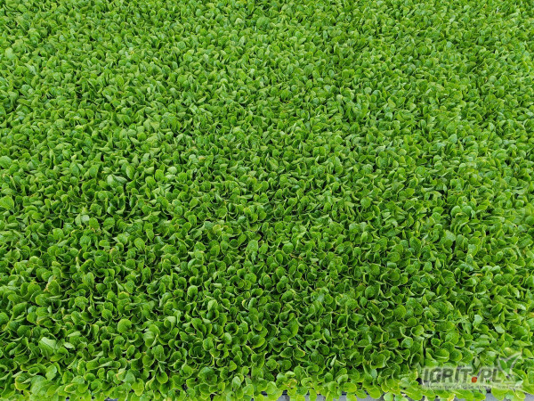 Sprzedam rozsadę pekińska odmiana bilko zaprawiona verimarkiem ilość około 6.5 tyś szt.