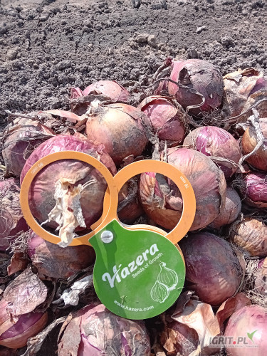 sprzedam cebule czerwana zimowa