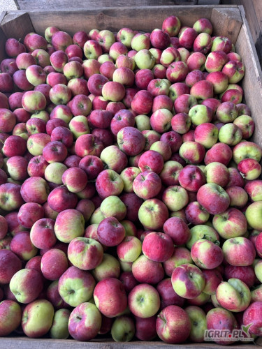 Sprzedam za wagę w skrzyni jabłko Paulared z młodych drzewek, po lekkim gradzie. 