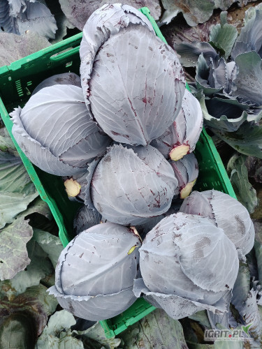 Sprzedam kapustę czerwona kaliber 1-3kg taka jak na zdjęciu około 4ton cena do uzgodnienia 