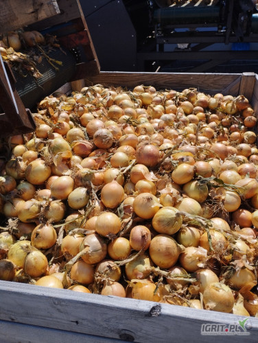 Fresh Home sprzeda cebule ZOLTA PRYZMA IMPORT DYMKA - jakość na worek /marketowa pryzma luz na wannę lub big bag.