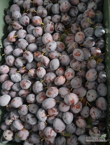 Sprzedam wegierkę temano dzisiejszy zbiór 650kg.