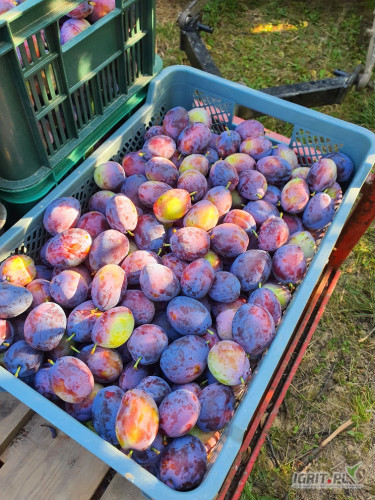 Sprzedam Mieszańca towar gruby czysty bez gradu około 600 kg opakowanie 20 kg 