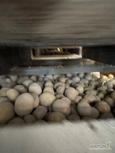 Sprzedam ziemniaki paszowe ilość tir luz lub big bag