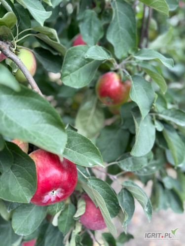 Naszykujemy na sprzedaż Jablko odmiany Paulared (pod zamówienie). Cena do uzgodnienia, zachęcam do kontaktu telefonicznego jak i...