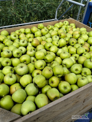 Sprzedam mutsu 7+ za wagę w skrzyni