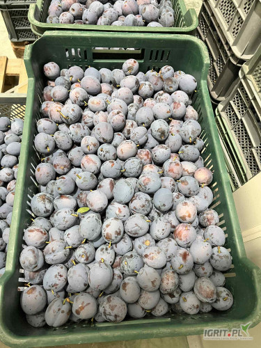 SPRZEDAM ŚLIWKĘ LEPOTIKA, OD (3,2+ mm) TOWAR SZTYWNY Z CHŁODNI W ILOŚCIACH CAŁO SAMOCHODOWYCH PLASTIK 20KG ORAZ ŚLIWKA DĄBROWICKA...