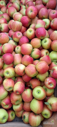 Sprzedam SISI RED 6,5+ ilość na dzis około 20 skrzyn 