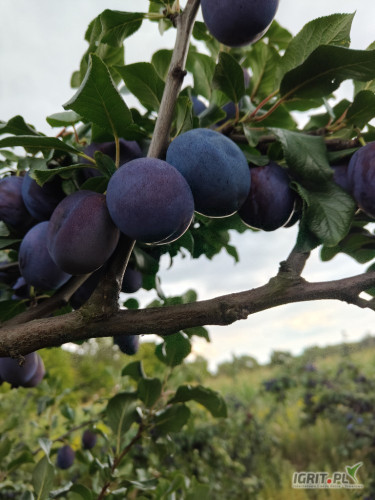 Sprzedam śliwę Hagante twarda dopryskana . Planowany zbiór od soboty .