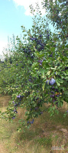 Sprzedam śliwki odmiany Stanley. Owoce wybarwione. Więcej informacji udzielę telefonicznie 