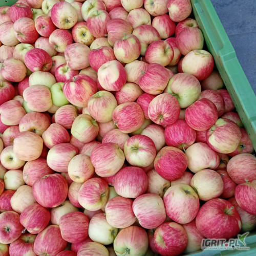 Sprzedam jabłko odmiany SANDER.