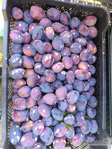 Witam, sprzedam śliwkę mieszaniec/amers towar ładny, bez gradu, oznak rdzy. Śliwka w trakcie rwania.