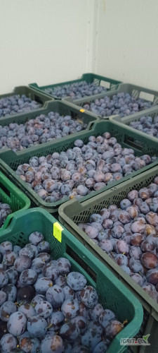 Sprzedam 3 tony śliwy Lepotica. Towar twardy w chłodni. 32+35+. 