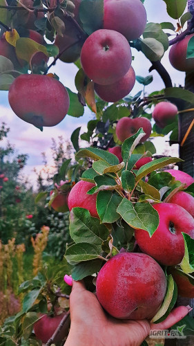Sprzedam piękne lobo, naszykuje w dowolne opakowanie. 
