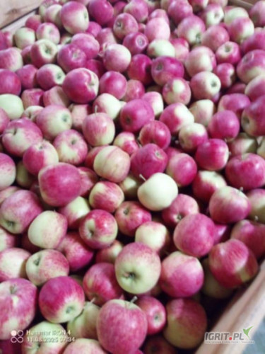 Sprzedam 80 skrzyń Pirosa z chłodni 7+ większość jabłek w rozmiarze 7,5-8,5 bez uszkodzeń mrozwoych i gradowych