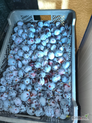 Sprzedam Lepotika 3,2 w plusie około 30 t. Schłodzona z kontroli.  Więcej informacji na telefon.