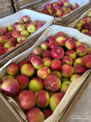 Sprzedam Jablko - Paulared. Naszykowany w klatce w rozmiarze 6/7/7+