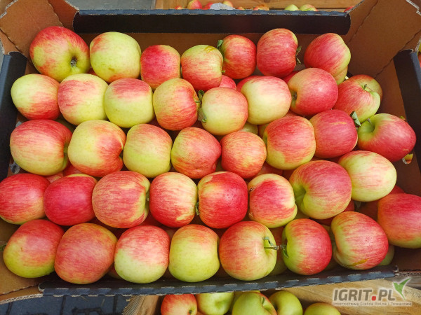 Sprzedam Jabłko odmiany Sander za wagę w skrzyni lub naszykuje w dowolne opakowanie. Około 6,5 tony.