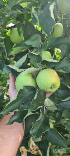 Sprzedam mutsu z mniejszymi wymaganiami