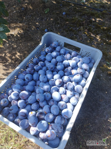 Sprzedam Śliwkę Dąbrowicką ilość 15t śliwa zerwana z nalotem schłodzona.Pozdrawiam