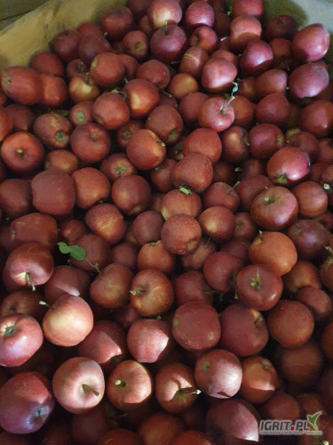 Sprzedam gale schnico red z mlodych drzewek 70skrzyń 