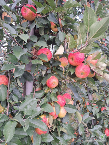 Witam. Sprzedam jabłko Sander po lekkim gradzie ( soki itp.) więcej info 665095988