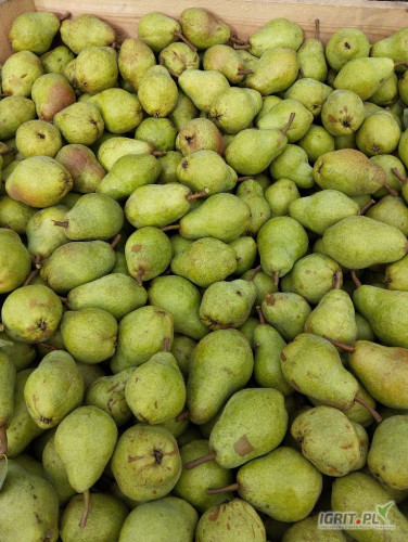 Sprzedam z chłodni 5ton Michałki