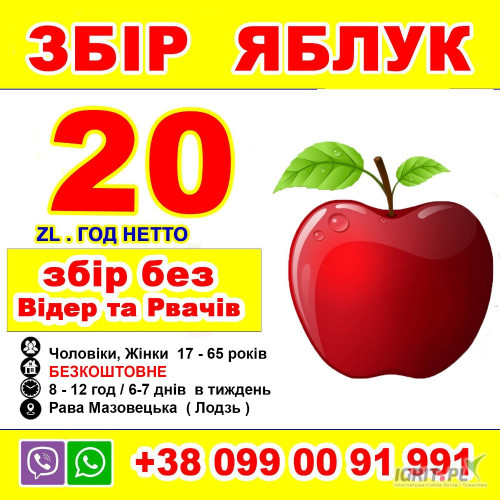 ЗБІР ЯБЛУК   