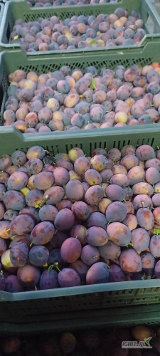 Sprzedam sliwke Mieszaniec. Towar twardy marketowy 35+. 4 tony