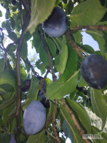 Sprzedam około 50 ton węgierki zwykłej . Zbiór około 4 września. 