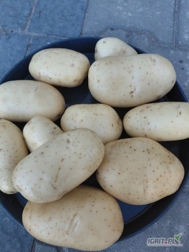 Sprzedam Ziemniaki żółte PRADA 5 lub 5,5+ ilości tirowe, big bag lub luz 