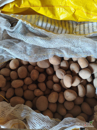 Sprzedam soraje 5 Plus big bag 24 tony naszykowane z jasnej ziemi ładne skórka się nie łuszczy