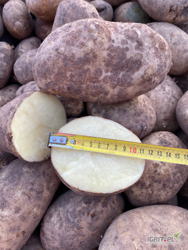 Witam, mam do sprzedania duże ziemniaki odmiany Arizona z lekkim parchem 