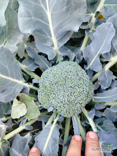 Sprzedam brokuł pałka 500+ odmiana Partenon więcej inf pod nr tel 724802239