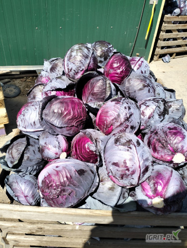 Sprzedam kapustę czerwoną oraz białą na przemysł , możliwość dowozu ,cena i opakowanie do uzgodnienia 