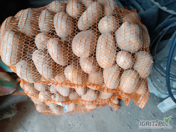 Sprzedam ziemniaki jadalne żółte Soraya tajfun denar Queen Anna ilości busowe jak i tirowe