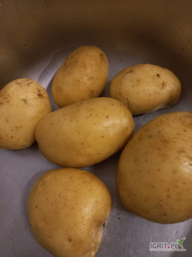 Sprzedam ilości tirowe ziemniaka żółtego odmiana Mikado lub Queen Anna oraz czerwone Red Bullet w workach lub bb. Ziemniaki zdrowe w...