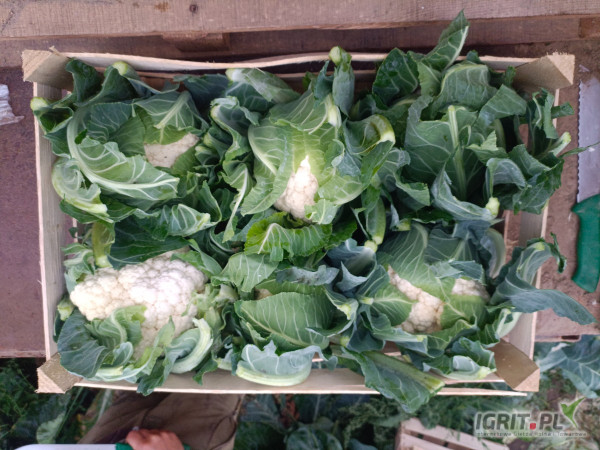 Sprzedam 6 kalafior ładny ciężki skrzynka 11-12 kg duże ilości 