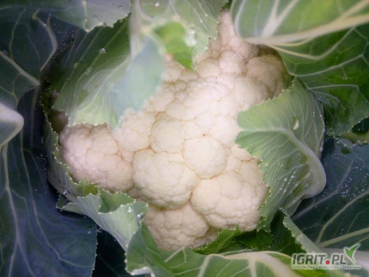 Sprzedam kalafior ilość paletowe cena 22zl łuszczka do uzgodnienia 