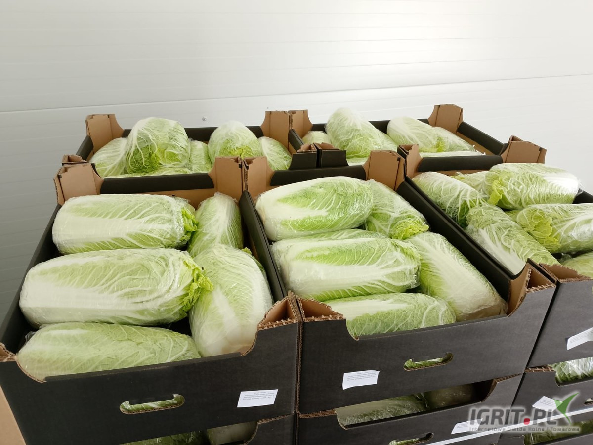 Kupimy 2-3 palety kapusty pekińskiej (650 kg na palecie). Załadunek w sobotę rano (13/09).
