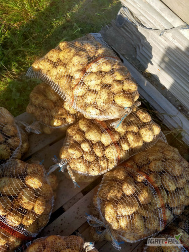 Witam. Sprzedam bardzo ładne ziemniaki Arol Riwiera Irga