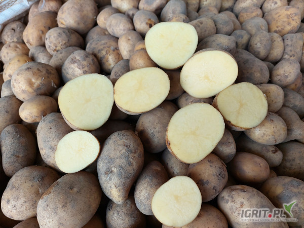 Carrera żółte kaliber 5+ BiG BAG Ilość TIR, Jakość jak na zdjęciach mają lekiego parcha. Możliwa Faktur VAT. Cena 0,20 zł/kg