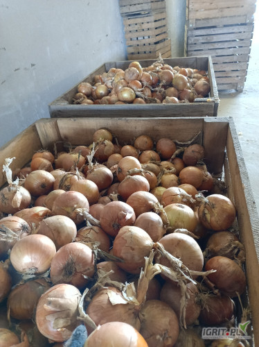Sprzedam cebulę 7+lub 8+ ilości tirowe worek szyty , luz, big beg 