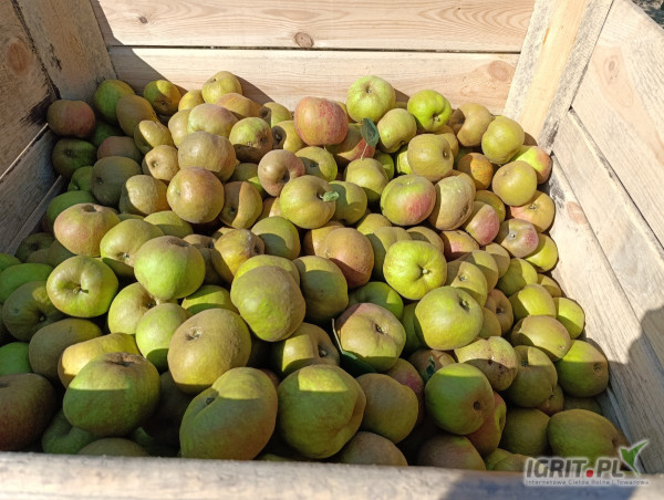 Witam, sprzedam jablko Boskop. Jabłka duże, bez gradu. Zapraszam. 