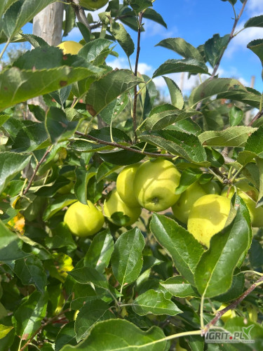 Sprzedam goldena 65+(80% 70+) połowa towaru z młodych drzew . 
