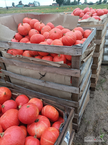 Sprzedam dynie hokkaido 0,8-2 kg bardzo ładnie wybarwiona opakowanie i cena do uzgodnienia około 5 ton 99-412 kiernozia